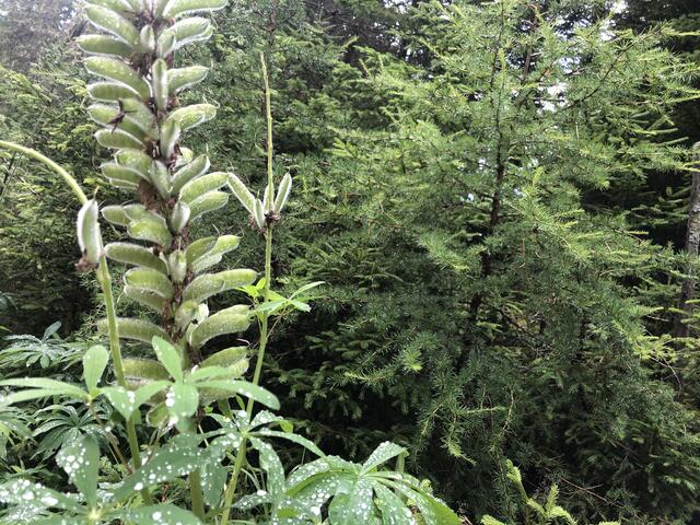 Foto: Karin Zeiler / Bezirksblätter NÖ