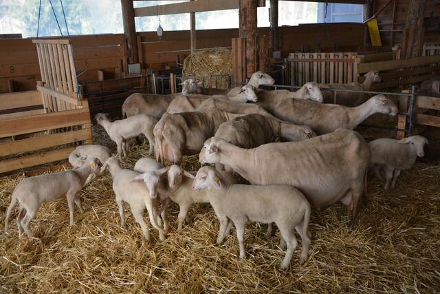 Mit rund 150 Schafen gibt es am Biobauernhof Bloder in Nestelbach bei Ilz immer viel zu tun.