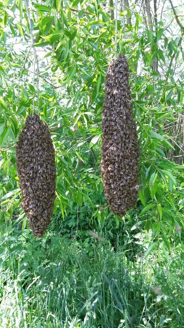 Zwei Bienenschwärme auf einem Strauch | Foto: Johannes Pöcksteiner