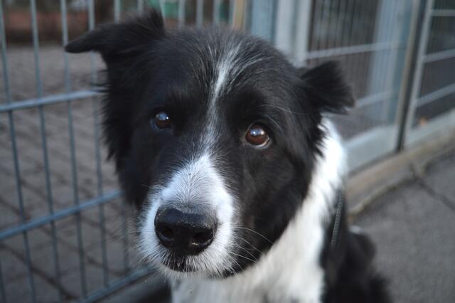 Nach derzeitigem Erkenntnisstand können Hundehalter in Liesing beruhigt sein  | Foto: Berger