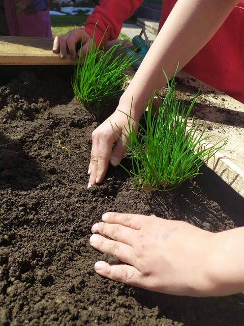 Anlage des Hochbeets durch die Altenmarkter Volksschüler | Foto: NUP Eisenwurzen