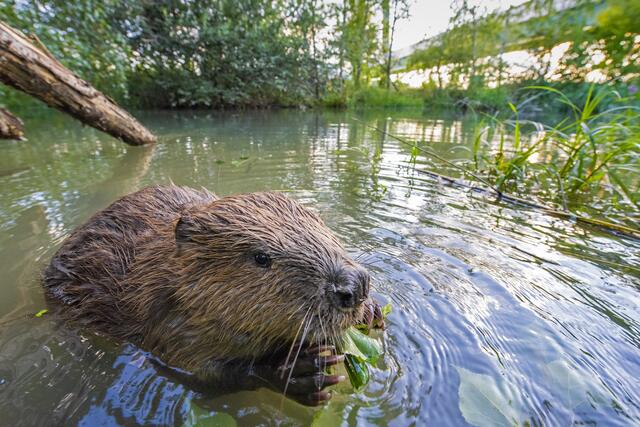Der Biber konnte vor die Linse geholt werden. | Foto: Wiener Wildnis