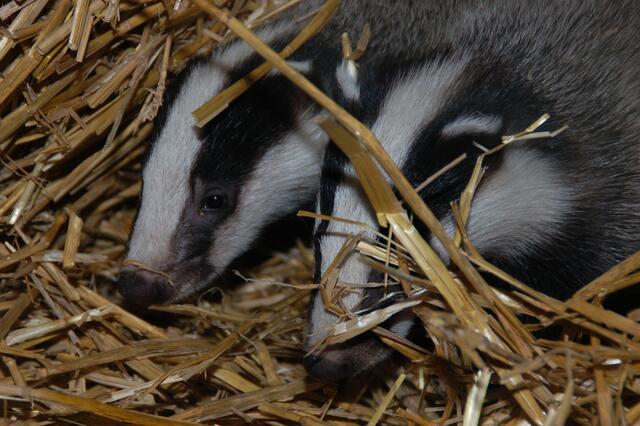 Drei junge Dachse verloren ihre Mutter und werden im Tierparadies Schabenreith aufgezogen.
 | Foto: Tierparadies Schabenreith | Hofner