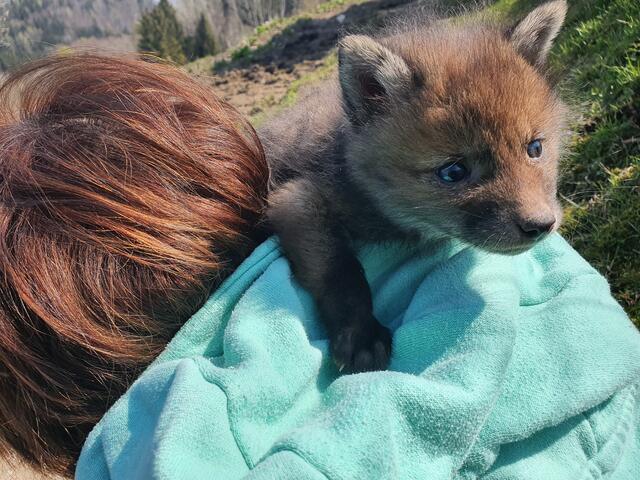 Die beiden Babyfüchse wachsen im Tierparadies Schabenreith auf. | Foto: Tierparadies Schabenreith | Hofner