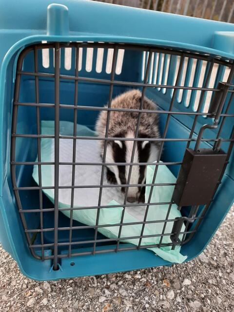 Foto: Tierparadies Schabenreith | Hofner