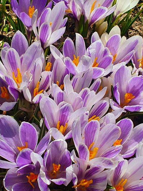 Krokosblüte