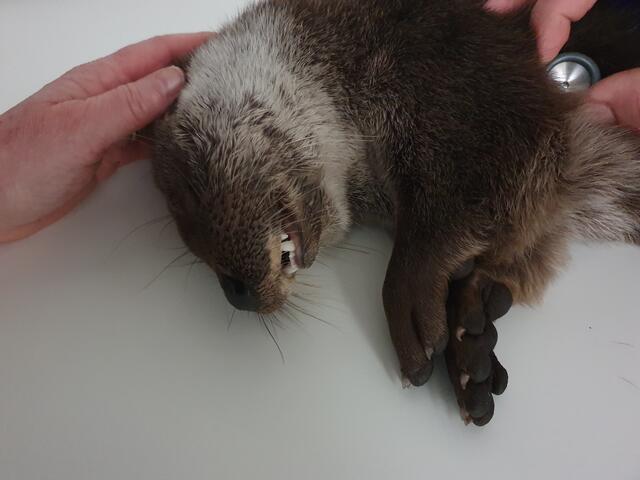 Ein verletzter Fischotter musste von seinen Schmerzen erlöst werden. | Foto: Tierparadies Schabenreith | Hofner