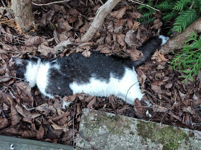 Die zweite tote Katze.