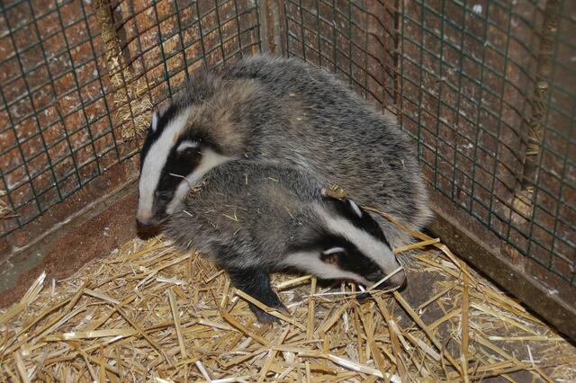 Foto: Tierparadies Schabenreith | Hofner