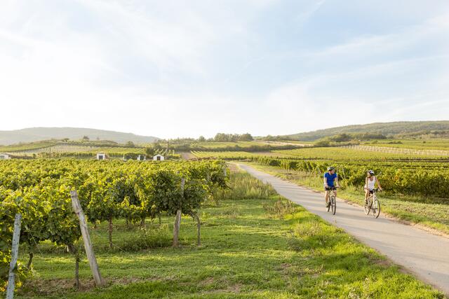 Man kann in Niederösterreich auch durch die Weinberge radeln.  | Foto: Niederösterreich Werbung/ Astrid Bartl
