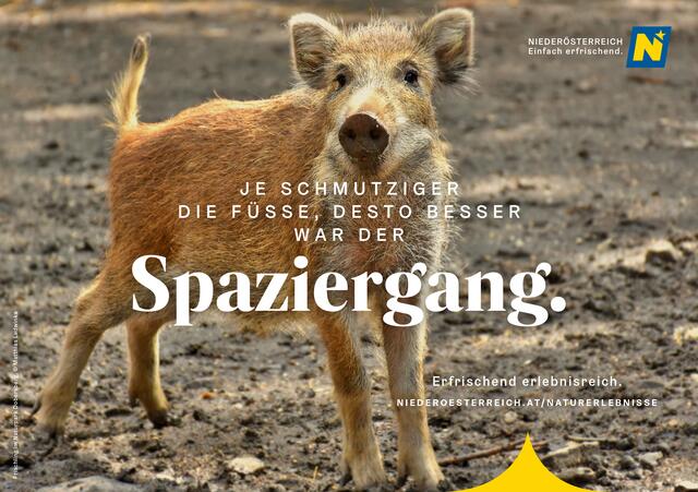 Egal ob du am liebsten spazierst, wanderst oder läufst - in den vielen Destinationen Niederösterreichs ist auf jeden Fall etwas für dich dabei.  | Foto: Matthias Ledwinka