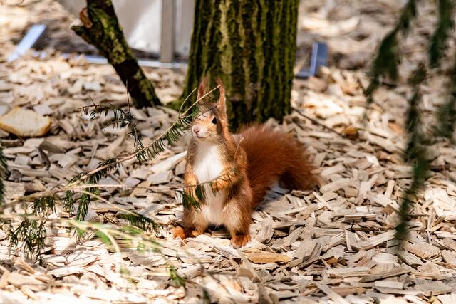 Die Eichhörnchen werden auf Gut Aiderbichl optimal betreut. | Foto: Gut Aiderbichl
