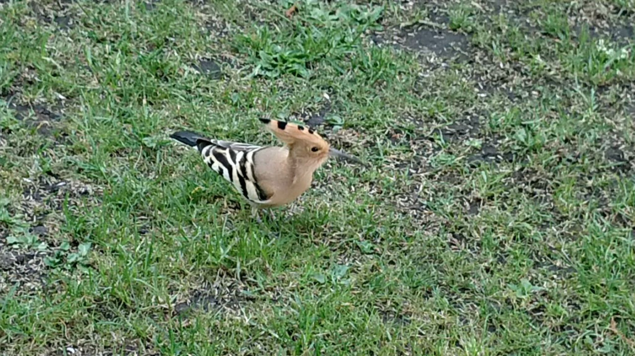 Der Wiedehopf, der Wiedehopfder sucht im Garten einen Suppentopf
