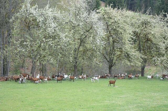 Biohof Mittmannsgruber vulgo Hiasl in der Schwabing (St. Leonhard).  | Foto: Biohof Mittmannsgruber 