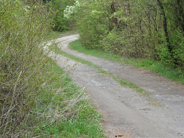 Am liebsten wird von den Radfahrern dieser Seitenweg, der auf die Halbinsel der Drauschleife führt, für die Verrichtung der Notdurft benützt.  