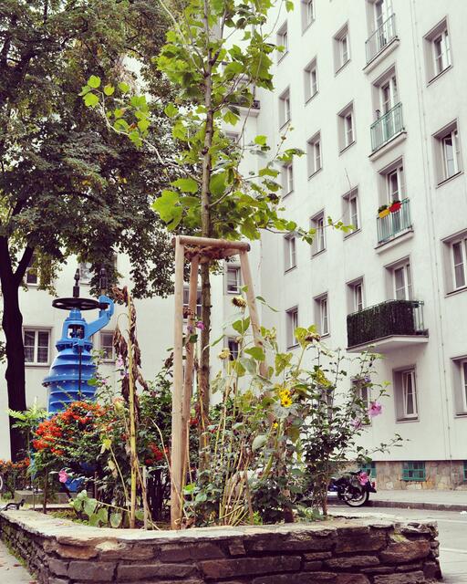 So schön bunt und blumig kann eine Baumscheibe sein. In Mariahilf werden noch freiwillige Hobby-Gärtner gesucht, die solche in Eigenregie pflegen. | Foto: BV6