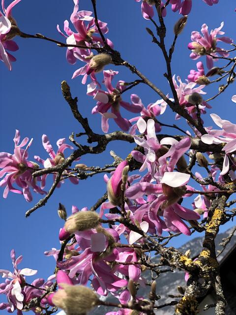Ein Traum in rosa und blau
