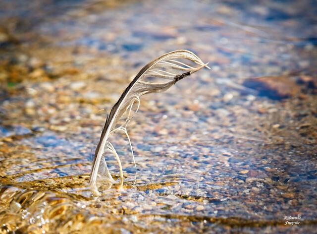 ............na,was machst du drinnen im Wasser......