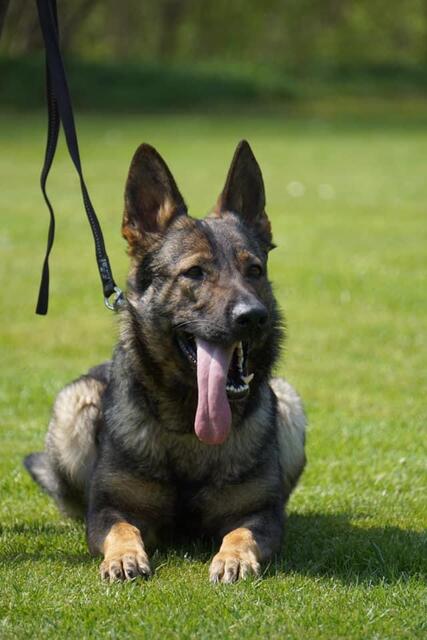 Hündin "Easy" erarbeitete sich durch eine tolle Unterordnung und eine überaus gute Fährtenarbeit 279 Punkte.  | Foto: Hundeschule Kremstal