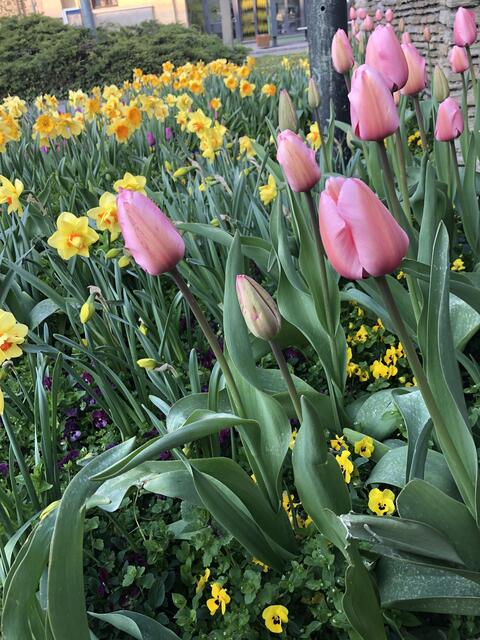 Tulpen und Narzissen vor und um den Stadtpark
