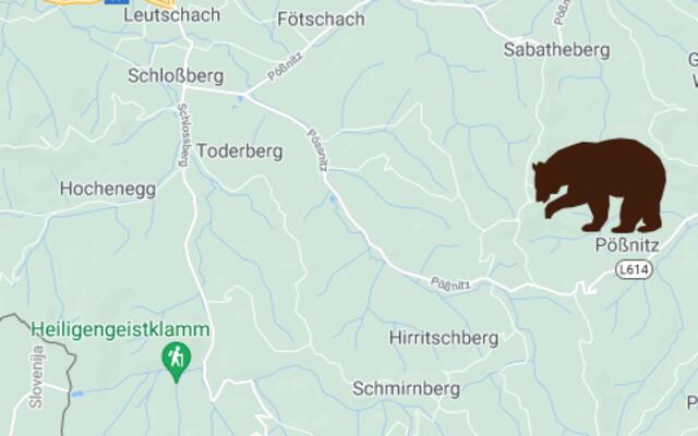 Nach dere Sichtung des Bärs in Leutschach, gingen weitere Hinweise ein.
