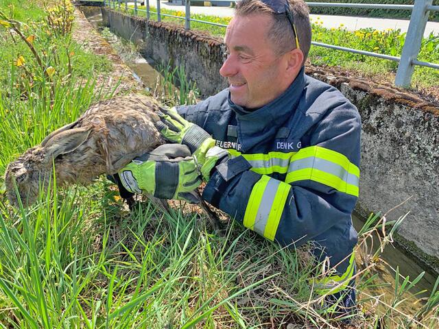 Rein ins Bachbett: Die Feuerwehr Alkoven konnte den Hasen aus dem Wasser befreien. | Foto: Hermann Kollinger
