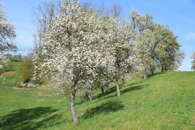 Streuobstwiese im Frühling © G. Fuß
