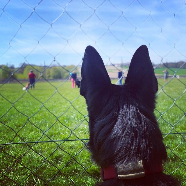 Die "Turnierstarter" der Hundeschule Kremstal nutzen jede Chance, um ihr Können unter Beweis zu stellen.
 | Foto: Hundeschule Kremstal