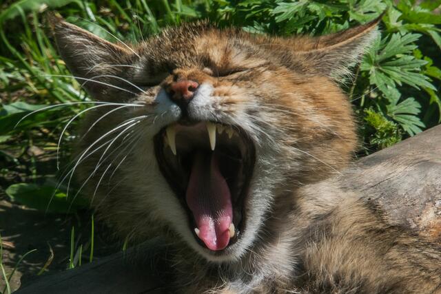 Neue Wildkatze im Alpenzoo | Foto: Alpenzoo Innsbruck