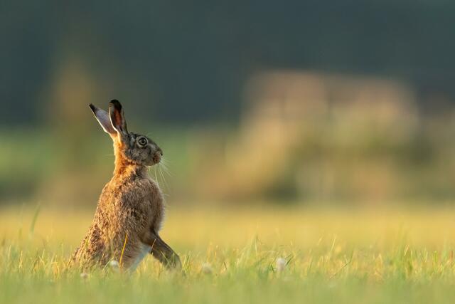 Die Hasenpest wurde nun erstmals auch im Pinzgau nachgewiesen. Zwei Feldhasen aus der Region Bruck an der Glocknerstraße sind betroffen. | Foto:  Vincent van Zalinge/Unsplash