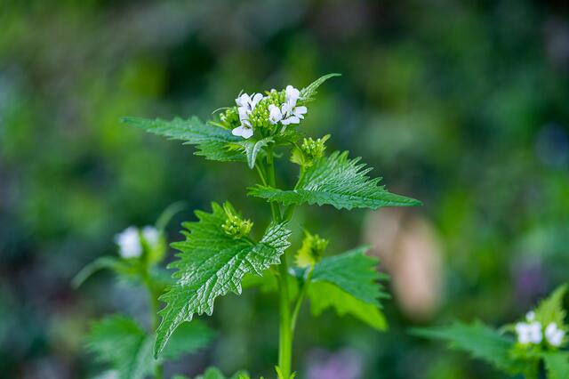 Die Knoblauchsrauke trifft geschmacklich wohl irgendetwas zwischen Bärlauch und Knoblauch. Am besten roh verwenden, da das Aroma recht flüchtig ist.  | Foto: Nörgler