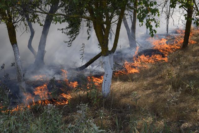 Die BH Schärding warnt vor Waldbränden und gibt deshalb eine ab 1. Mai entsprechende Verordnung heraus. | Foto: panthermedia_net - fotogigi85