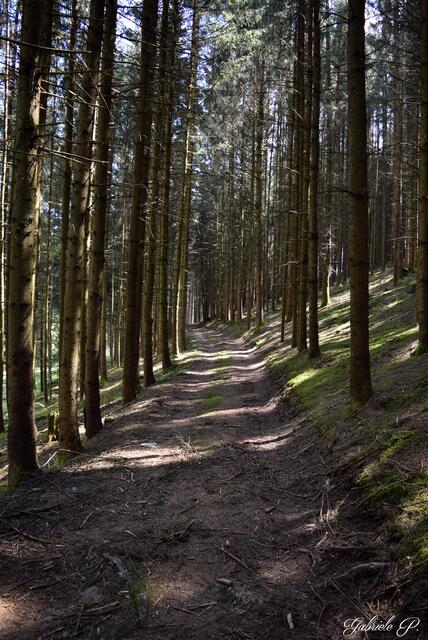 Durch den schönen Wald  | Foto: Gabriele P.