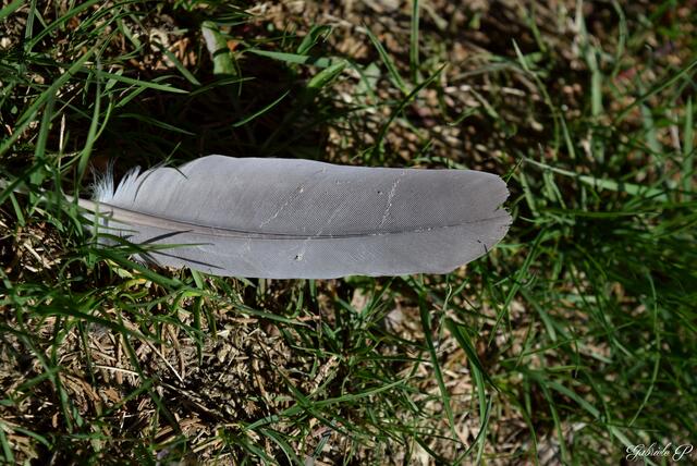 Vielleicht auch ein Wegweißer ? Zeigte zu mindestens in die richtige Richtung  | Foto: Gabriele P.