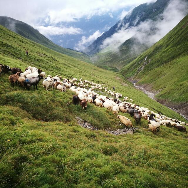 Zwei Schafherden mit jeweils mehreren hundert Tieren werden im Zuge der Herdenschutzpilotprojekte Tag und Nacht von einem Hirten begleitet. | Foto: Gerhard Köhle