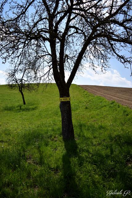 Der Baum zeigt uns den Weg  | Foto: Gabriele P.