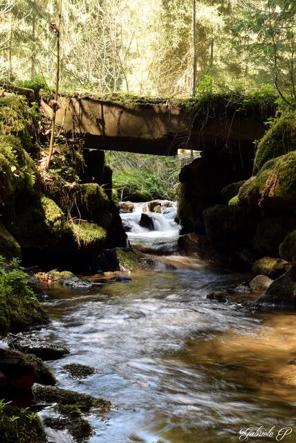 Ludhamer Bach  | Foto: Gabriele P.