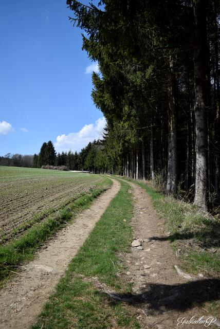 Am Waldrand entlang  | Foto: Gabriele P.