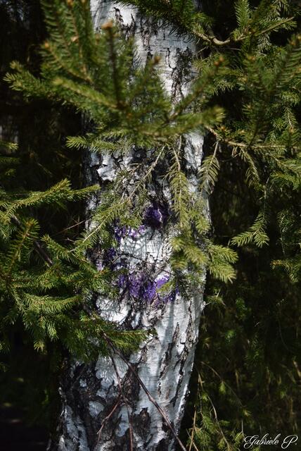 Auch ein Wegweißer immer schön der Farbe Lila folgen  | Foto: Gabriele P.