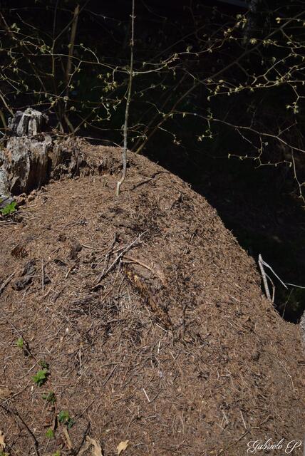 Fleißige Waldameisen  | Foto: Gabriele P.