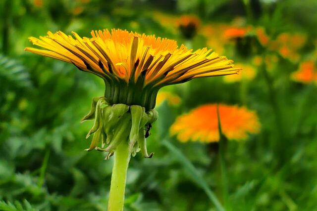 Löwenzahn in voller Blüte