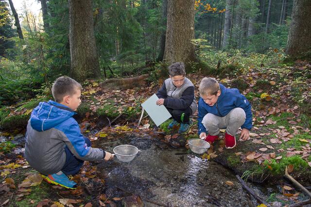 Die Natur des Böhmerwaldes erforschen können Schüler aus Österreich und Tschechien beim länderübergreifenden Projekt  "Borderwalk".  | Foto: Böhmerwaldschule 
