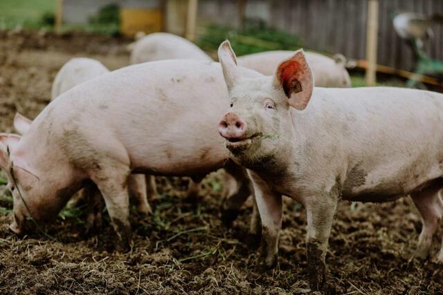 Im Herbst gibt es jedes Jahr Schweinefleisch in Bio-Qualität vom Biohof Schinagl in Grünbach.  | Foto: Biohof Schniagl