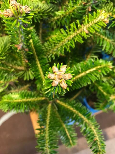 Zur Wahl: Eiche, Vogelkirsche, Lärche, Zirbe, Weiß- und Nordmanntanne | Foto: GBG