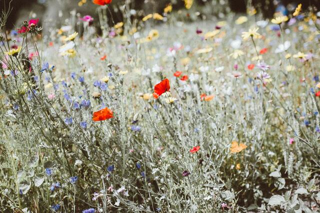 Wenn du möchtest, dass auch deine Wiese im Garten bald in verschiedenen Farben erblüht, dann pflanze unsere Wildblumen-Samen ein.