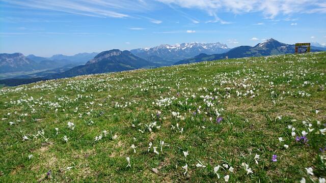 Ausblick am Markbachjoch Wildschönau | Foto: T.L.