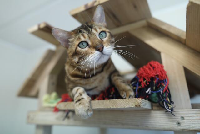 Der Kater ist wunderschön, aber launisch. | Foto: Tierheim Linz