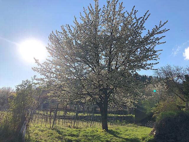 Empfehlenswert: Wandern in Krems in der Abendsonne.