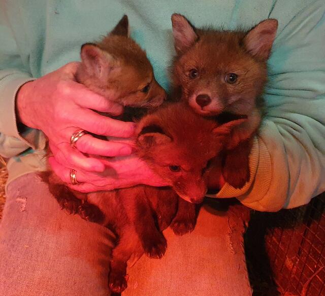 Drei Fuchsbabys werden im Tierparadies Schabenreith aufgezogen. | Foto: Tierparadies Schabenreith | Hofner