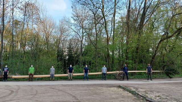 Die jungen Männer brachten den Baum direkt aus dem Wald zum Aufstellungsort.